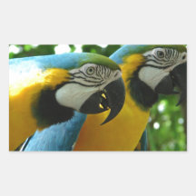 Blue and Gold Macaws Stickers