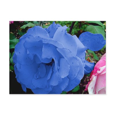 BLUE AND PINK ROSE, post card by design_girl
