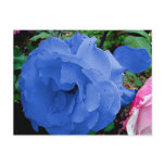 BLUE AND PINK ROSE, post card postcards