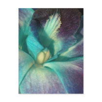 Blue and purple orchid close up postcards by perfectpostage Blue and purple orchid close up postcards