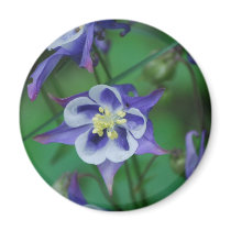 Blue and White Columbine Flowers  Magnet magnets