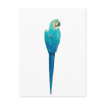 Blue and Yellow Macaw from Junglewalk.com postcards by junglewalkcom Blue and Yellow Macaw from Junglewalk.com postcards