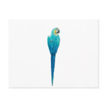 Blue and Yellow Macaw from Junglewalk.com postcards by junglewalkcom Blue and Yellow Macaw from Junglewalk.com postcards