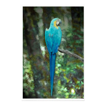 Blue-and-yellow-macaw from JungleWalk.com posters