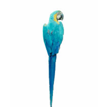 Blue and Yellow Macaw from Junglewalk.com t-shirts