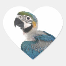Blue and yellow Macaw Heart Stickers