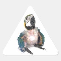 Blue and yellow Macaw Sticker