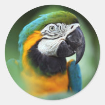 Blue-and-yellow Macaw Stickers