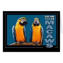 Blue and Yellow Macaws cards