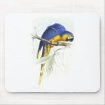 Blue and Yellow Maccaw by Edward Lear Mousepads