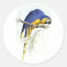 Blue and Yellow Maccaw by Edward Lear Round Sticker