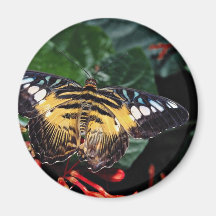Blue and yellow triangle, Graphium sp., Southeast Fridge Magnet