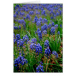 Blue Armenian Hyacinth Notecard cards
