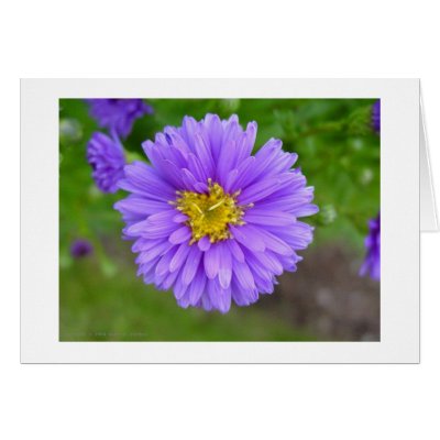 Blue Aster Cards by johnforbes