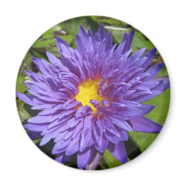 Blue Aster magnets