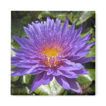 Blue Aster magnets by utopiaaquatic Blue Aster magnets