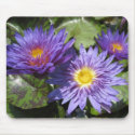 Blue Aster mousepads