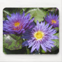 Blue Aster mousepads by utopiaaquatic Blue Aster mousepads