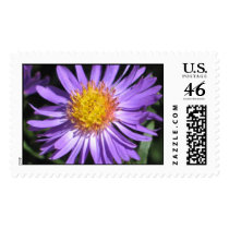 Blue Aster postage