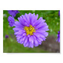 Blue Aster posters by johnforbes Blue Aster posters