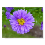 john, forbes, purple, flower, floral, aster,