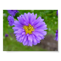 Blue Aster posters