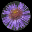 Blue Aster stickers