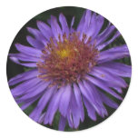 sticker, aster, blue, asters, stickers, floral,