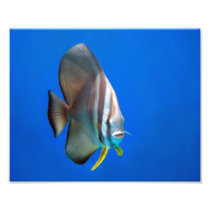 Blue Bat Fish