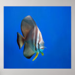 Blue Bat Fish Print