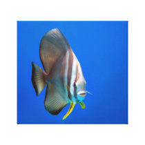 Blue Bat Fish Stretched Canvas Prints