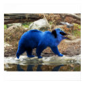 Blue bearbird poster posters