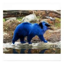 Blue bearbird poster posters