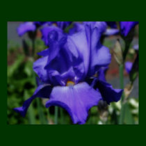 Blue Bearded Iris Flower Poster posters