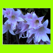 blue beauty postcards