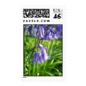 Blue bell flowers postage