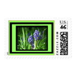 Blue Bell Postage