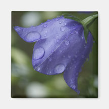 blue bell refrigerator magnets