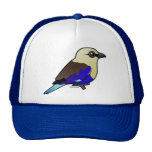 Blue-bellied Roller Hats