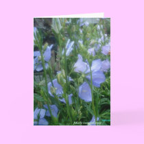 Blue bells calling cards