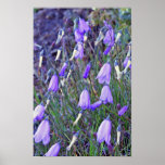 Blue Bells flowers Poster