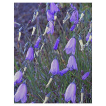 Blue Bells Flyers