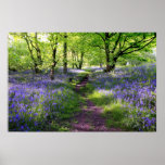 Blue bells forest, Scotland Posters