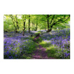 blue, beauty, flower, spring, blooming, delicate,