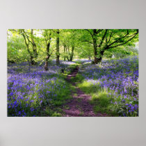 Blue bells forest, Scotland Posters