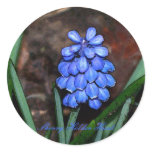 Blue Bells Blue Bells