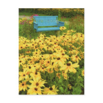 Blue bench in a field of  yellow black-eye Susans. Postcards