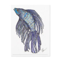Blue Betta Dazzle Postcards