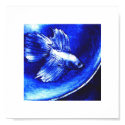 Blue Betta Poster posters