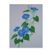 Blue Bindweed Postcard